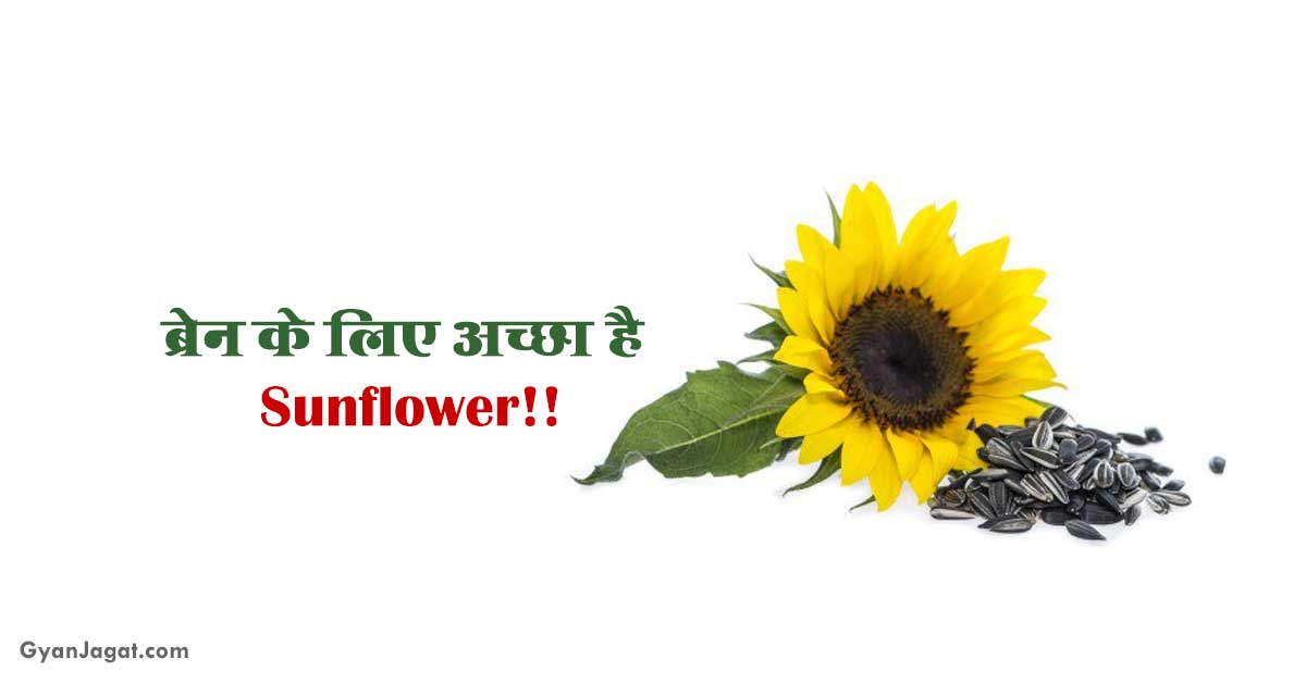 ब्रेन के लिए अच्‍छा है Sunflower!! Surajmukhi Ke Fayde Benefits in Hindi