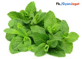 Pudina Ke Fayde Benefits of Peppermint in Hindi