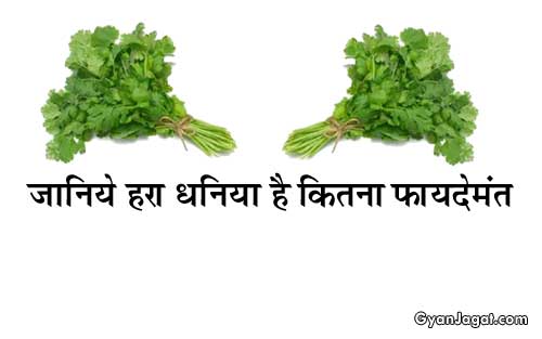 जानिये! हरा धनिया स्वास्थ्य के लिए है कितना फायदेमंत!!
