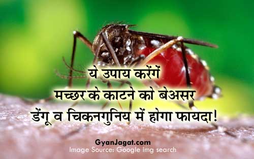 ये उपाय करेंगें मच्छर के काटने को बेअसर डेंगू व चिकनगुनिय में होगा फायदा!