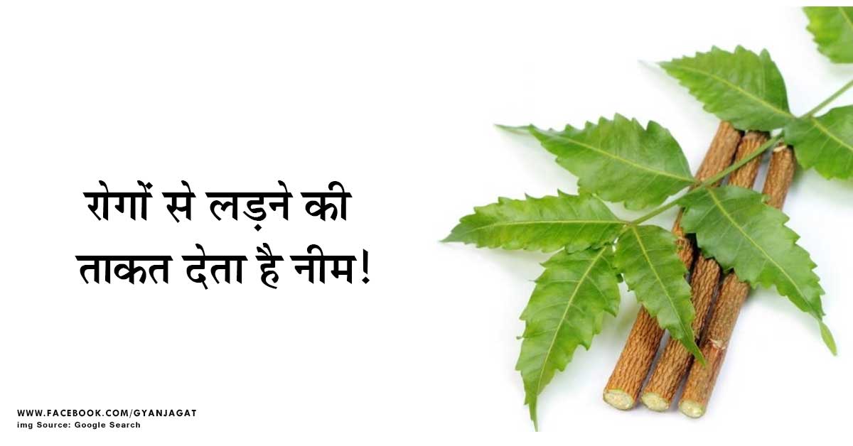 रोगों से लड़ने की ताकत देता है नीम Neem Ke Fayde Azadirachta Indica